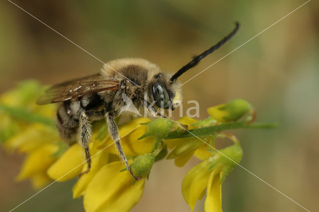 Tetralonia salicariae