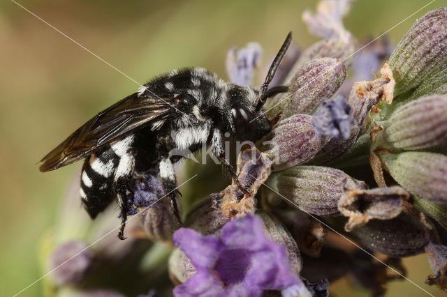 Thyreus orbatus