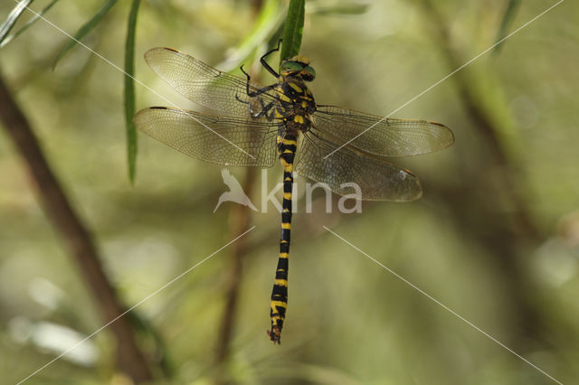 Cordulegaster boltonii immaculifrons