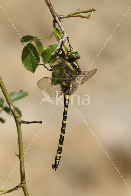 Gewone bronlibel (Cordulegaster boltonii immaculifrons)