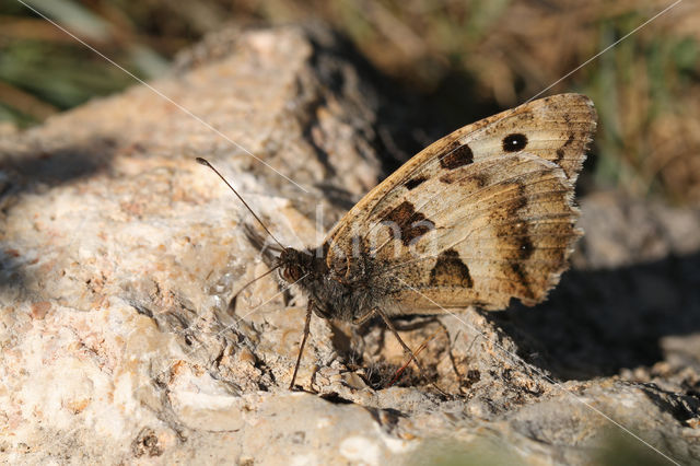 Heremiet (Chazara briseis)