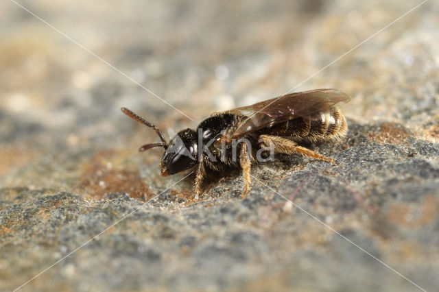 Lasioglossum politum