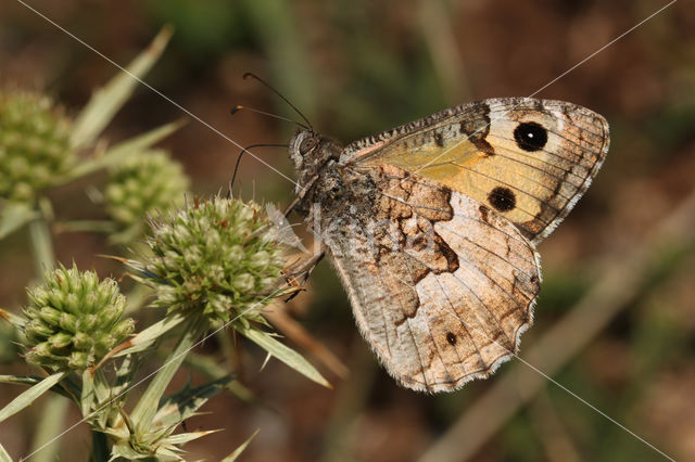 Heivlinder (Hipparchia semele)