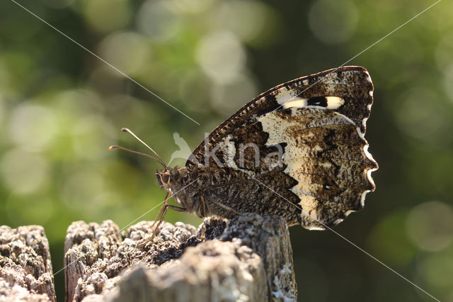 Witbandzandoog (Brintesia circe)