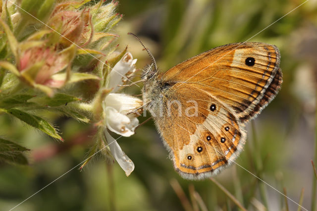 Bleek hooibeestje (Coenonympha dorus)