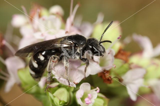 Klokjesgroefbij (Lasioglossum costulatum)