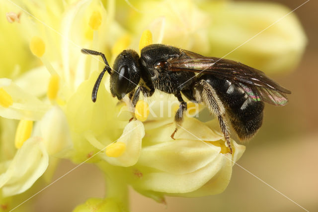 Lasioglossum interruptum