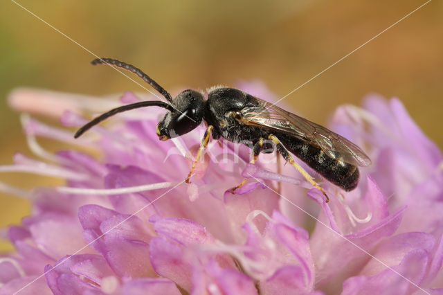 Lasioglossum subhirtum