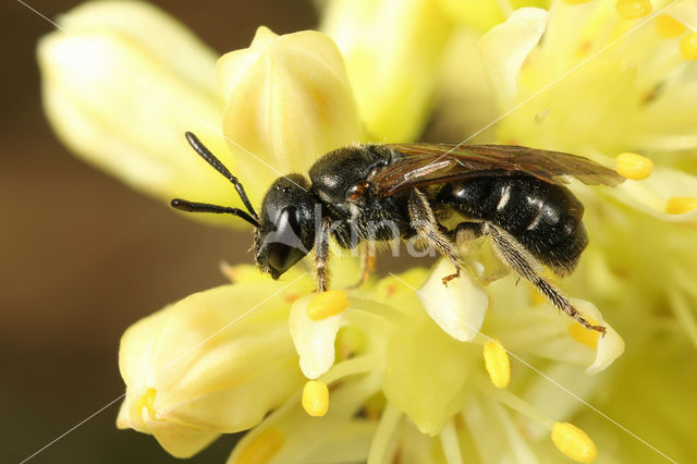 Lasioglossum interruptum