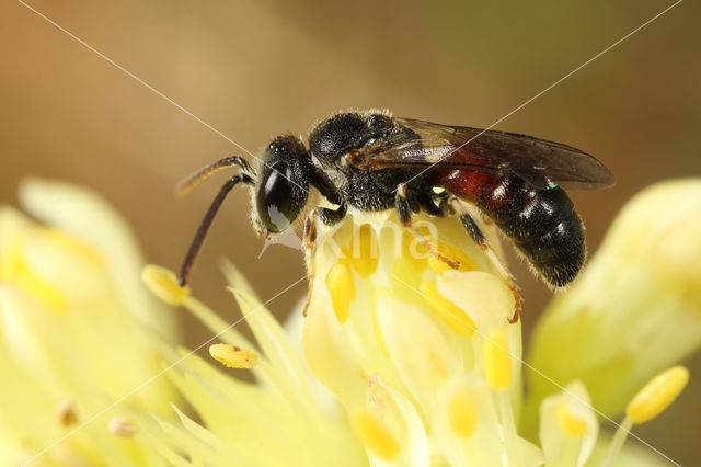 Lasioglossum interruptum