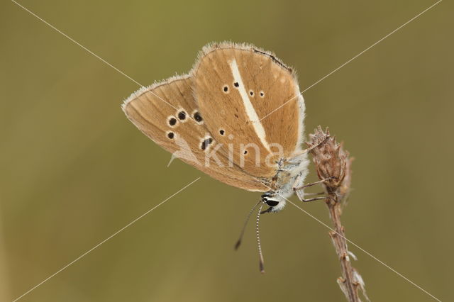 Witstreepblauwtje (Polyommatus damon)