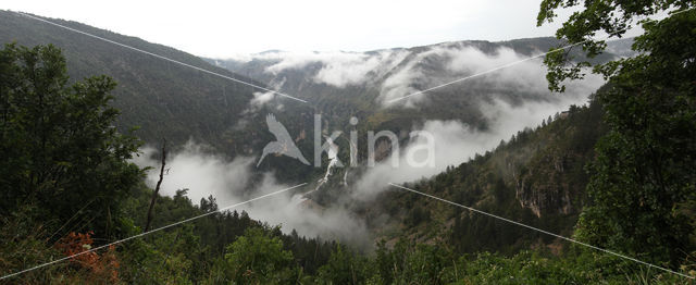 Parc national des Cévennes