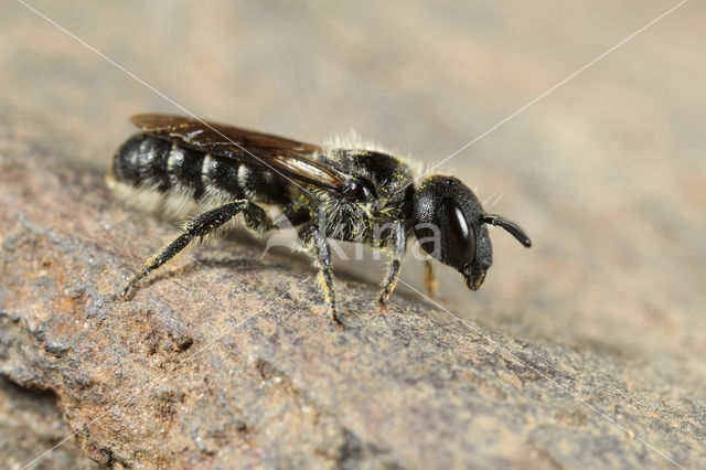 Osmia scutellaris