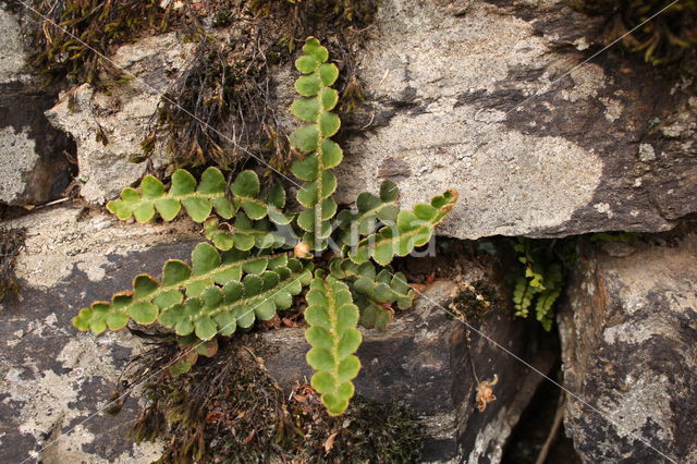 Schubvaren (Asplenium ceterach)