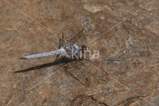 Skimmer (Orthetrum brunneum)