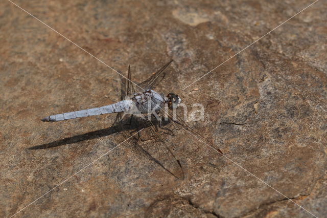 Zuidelijke oeverlibel (Orthetrum brunneum)