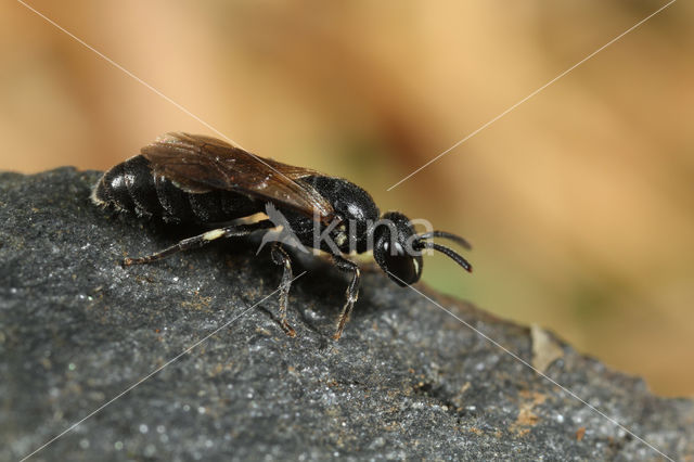 Hylaeus angustatus