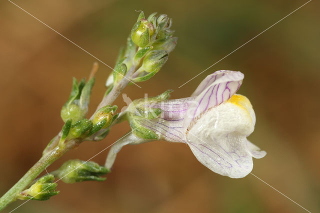 Pale Toadflax (Linaria repens)