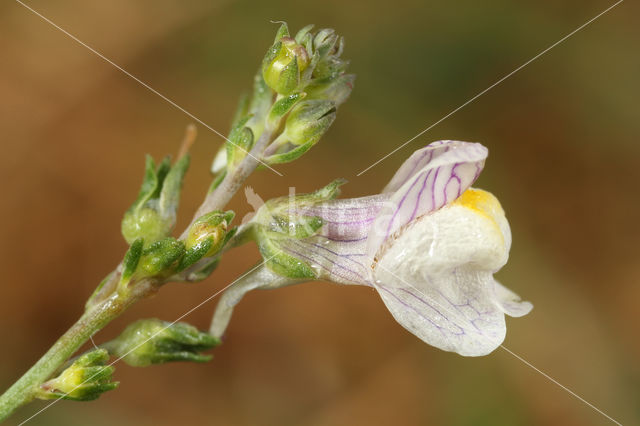 Gestreepte leeuwenbek (Linaria repens)