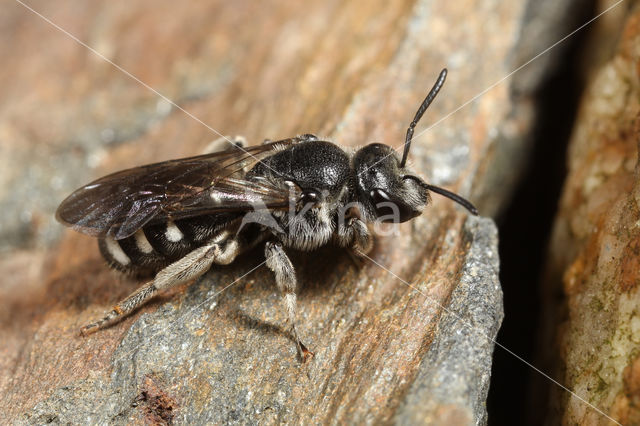 Klokjesgroefbij (Lasioglossum costulatum)