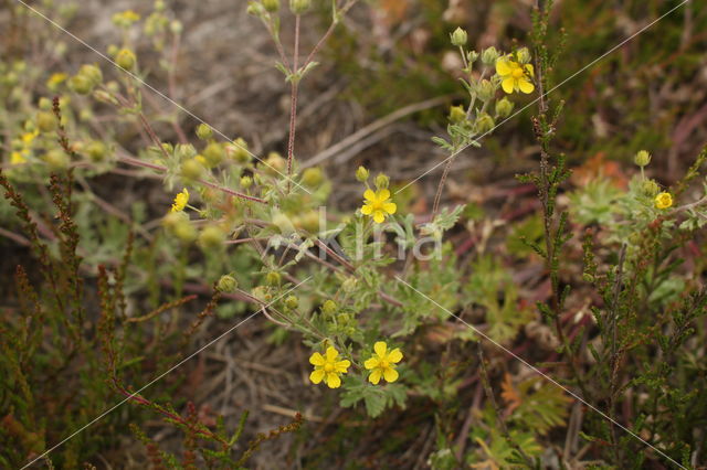 Hoary Cinquefoil (Potentilla argentea)