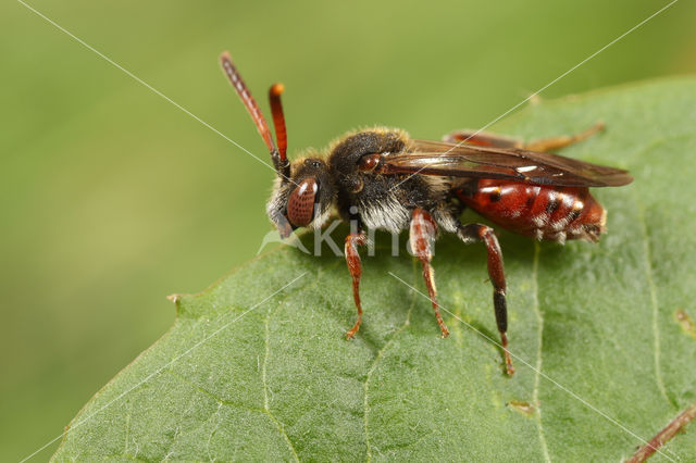 Nomada femoralis