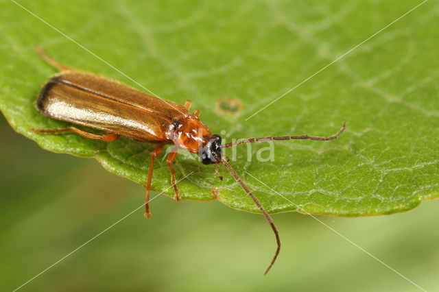 Rhagonycha lutea