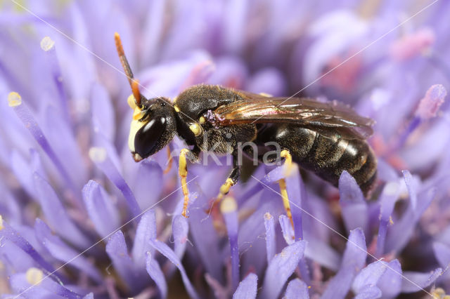 Hylaeus dilatatus