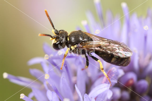 Brilmaskerbij (Hylaeus dilatatus)