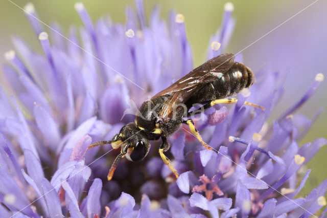 Brilmaskerbij (Hylaeus dilatatus)