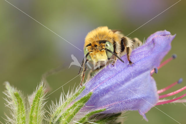 Anthophora bimaculata