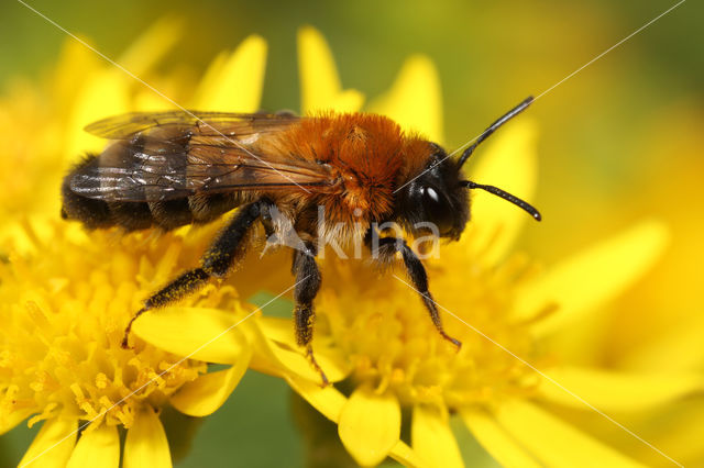 Andrena nigriceps