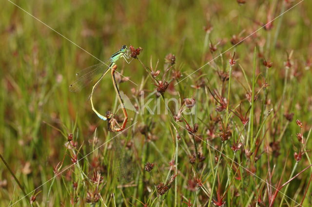 Small Red Damselfly (Ceriagrion tenellum)