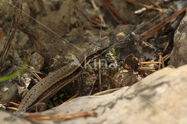 Wall Lizard (Podarcis muralis)