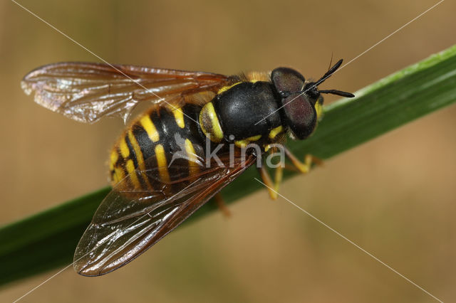 Bolle Fopwesp (Chrysotoxum arcuatum)