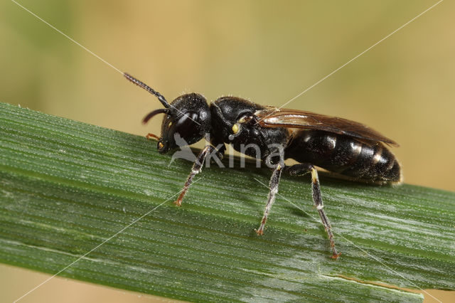 Hylaeus brachycephalus