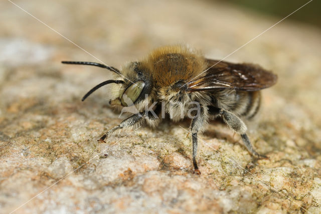 Grote harsbij (Anthidium byssinum)