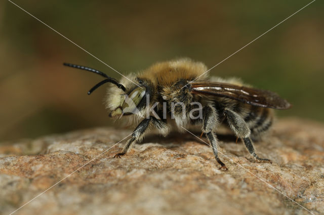 Anthidium byssinum