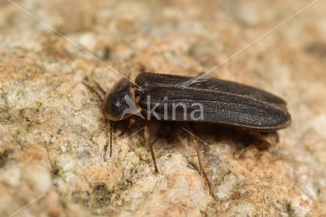 Glow worm (Lampyris noctiluca)