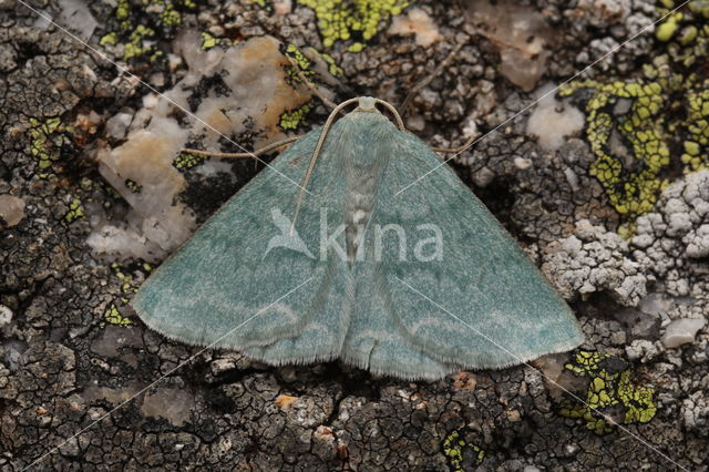 Grijsgroene zomervlinder (Pseudoterpna pruinata)