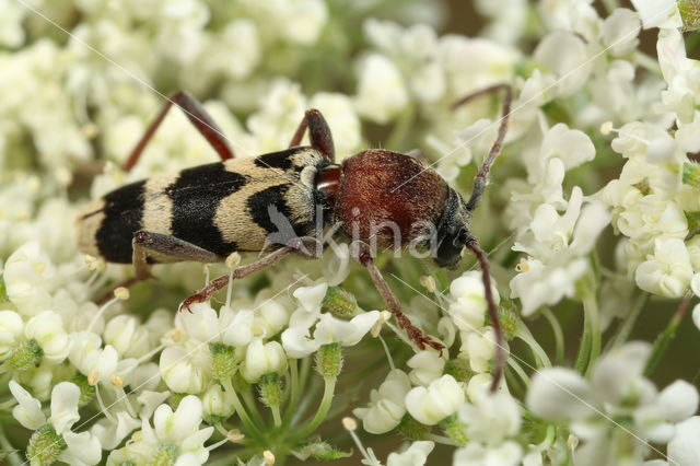 Chlorophorus trifasciatus