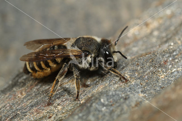 Megachile melanopyga