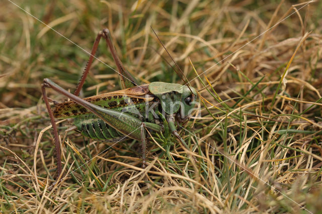 Wrattenbijter (Decticus verrucivorus)