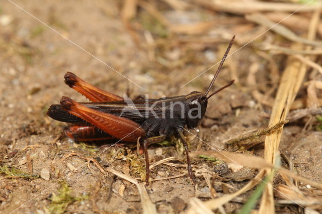 Negertje (Omocestus rufipes)