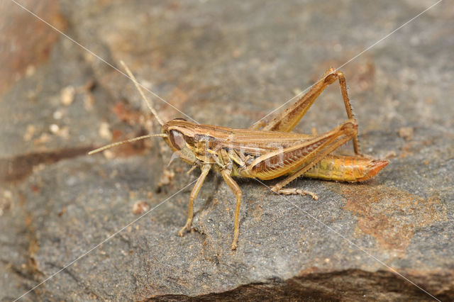 Sharp-tailed Grasshopper (Euchorthippus declivus)