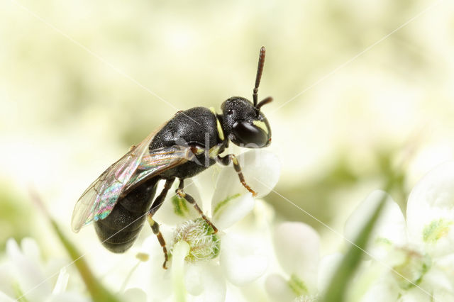 Hylaeus imparilis