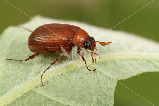 Serica brunna