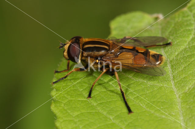 Moeraspendelvlieg (Helophilus hybridus)