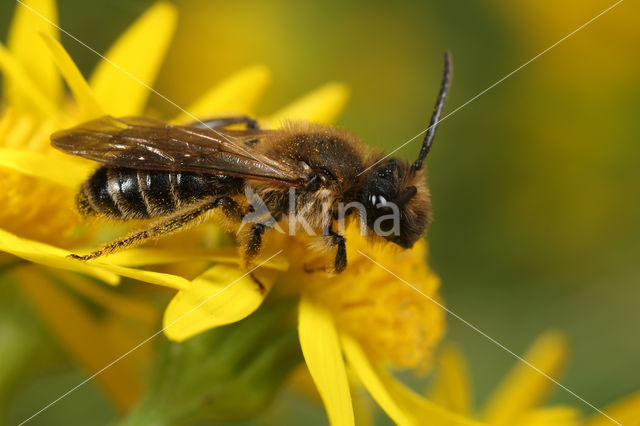 Andrena bimaculata