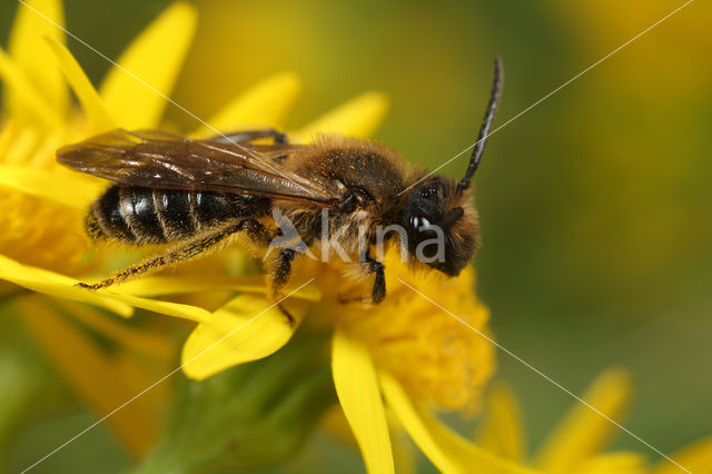 Donkere rimpelrug (Andrena bimaculata)